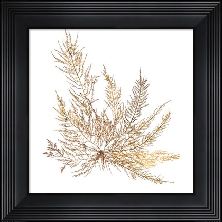 Framed Pacific Sea Mosses XII White Sq Print