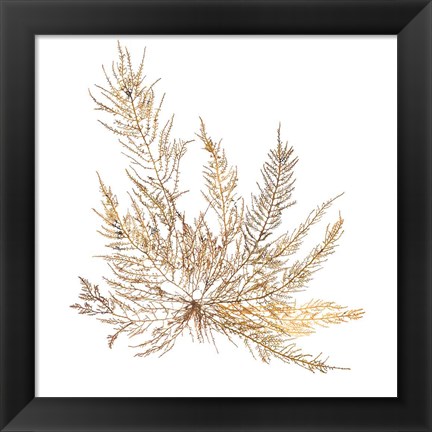 Framed Pacific Sea Mosses XII White Sq Print