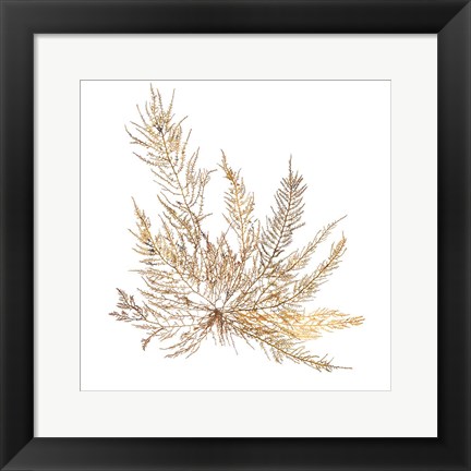 Framed Pacific Sea Mosses XII White Sq Print