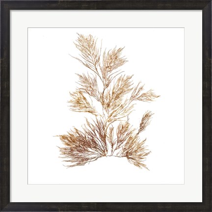 Framed Pacific Sea Mosses X White Sq Print