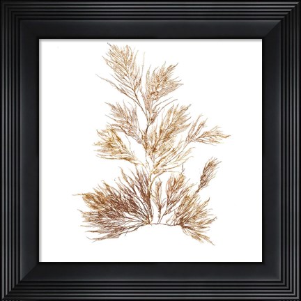 Framed Pacific Sea Mosses X White Sq Print