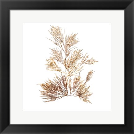 Framed Pacific Sea Mosses X White Sq Print