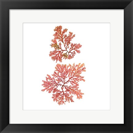 Framed Pacific Sea Mosses VIII White Sq Print