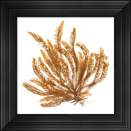 Framed Pacific Sea Mosses VII White Sq Print