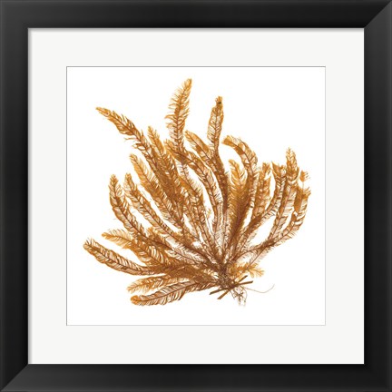 Framed Pacific Sea Mosses VII White Sq Print