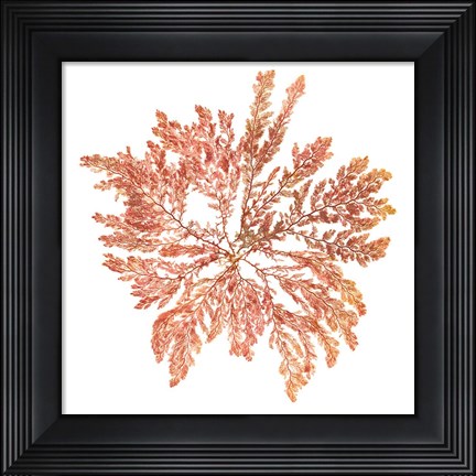 Framed Pacific Sea Mosses IV White Sq Print