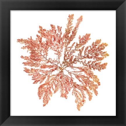 Framed Pacific Sea Mosses IV White Sq Print