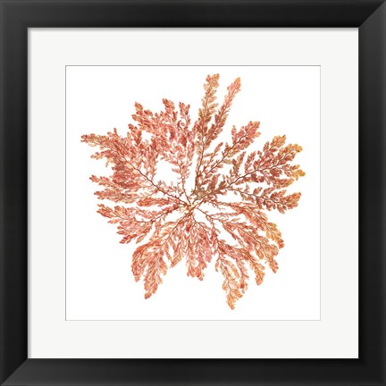 Framed Pacific Sea Mosses IV White Sq Print