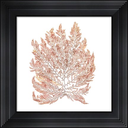 Framed Pacific Sea Mosses I White Sq Print