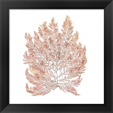 Framed Pacific Sea Mosses I White Sq Print