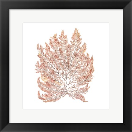 Framed Pacific Sea Mosses I White Sq Print