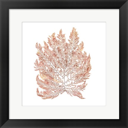 Framed Pacific Sea Mosses I White Sq Print