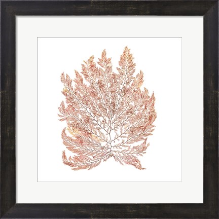 Framed Pacific Sea Mosses I White Sq Print