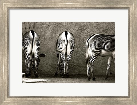 Framed Zebra Butts Print