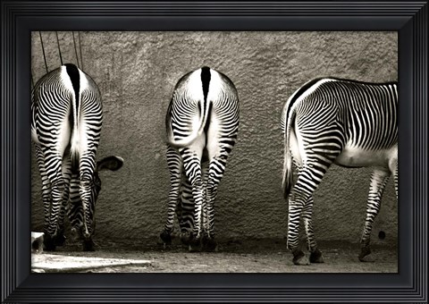 Framed Zebra Butts Print