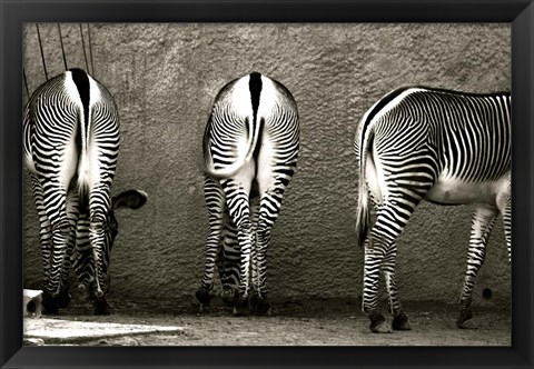 Framed Zebra Butts Print