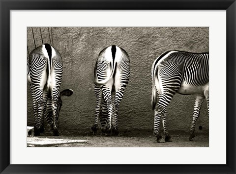 Framed Zebra Butts Print