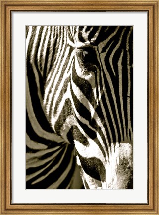 Framed Zebra Head Print