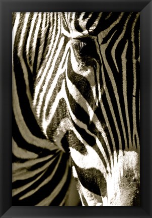 Framed Zebra Head Print