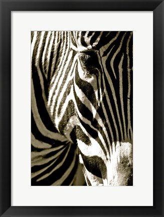 Framed Zebra Head Print