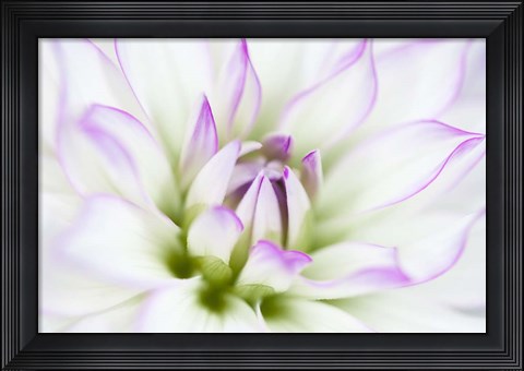 Framed Dahlia Print