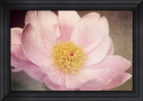 Framed Peony in the Park Print