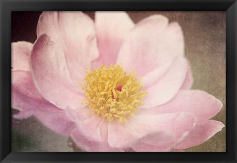 Framed Peony in the Park Print