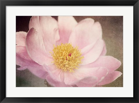 Framed Peony in the Park Print