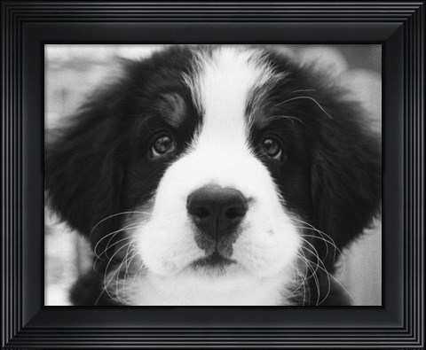 Framed Ben Print