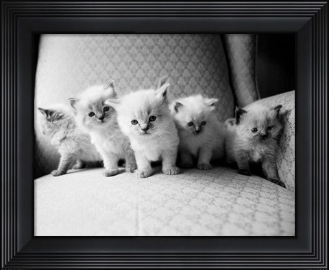 Framed Five Kittens Print