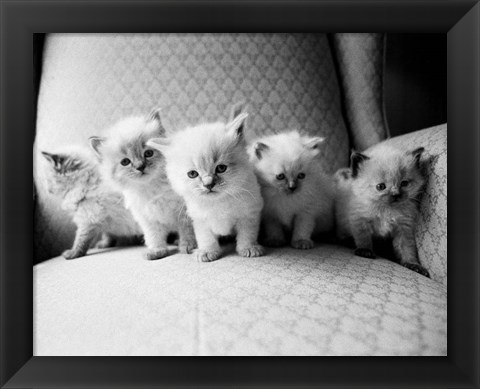 Framed Five Kittens Print