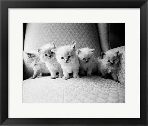 Framed Five Kittens Print