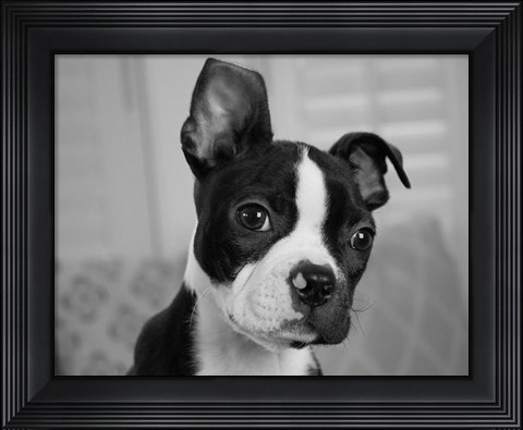 Framed Hugo the Thinker Print