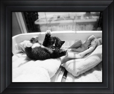 Framed Kitten Laundry Print