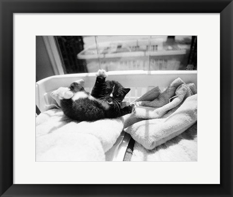 Framed Kitten Laundry Print