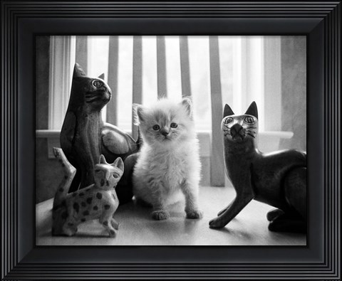 Framed Ragdoll Kitten Print