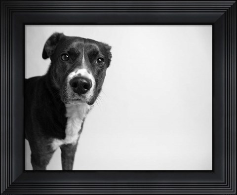 Framed Reilly Print