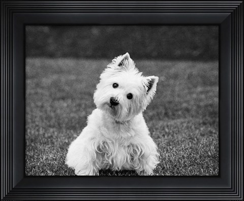 Framed Winnie Print