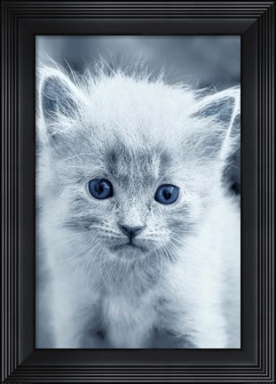 Framed Blue Kitty Print