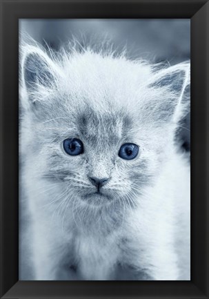 Framed Blue Kitty Print