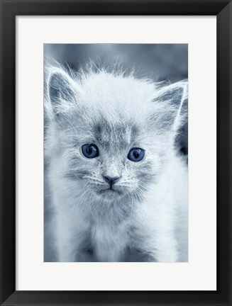 Framed Blue Kitty Print