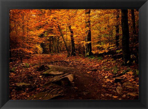 Framed Autumn Path Print