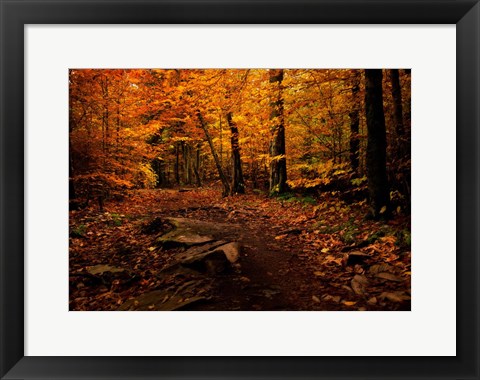 Framed Autumn Path Print