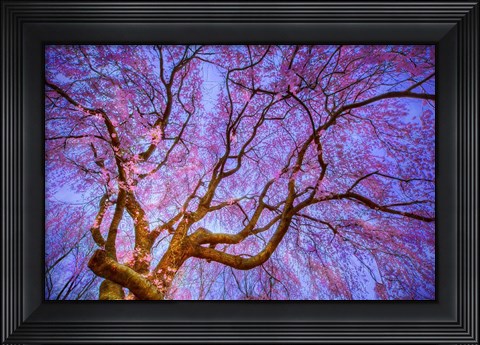 Framed Weeping Cherry Print