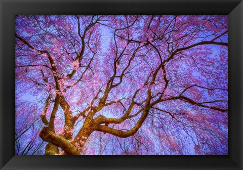 Framed Weeping Cherry Print