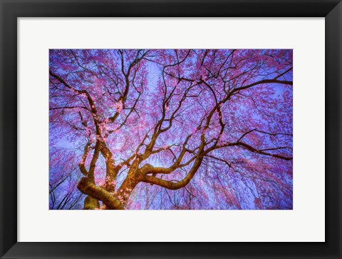 Framed Weeping Cherry Print