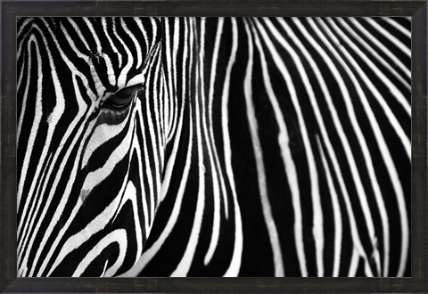 Framed Zebra in Lisbon Zoo Print