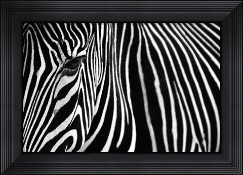 Framed Zebra in Lisbon Zoo Print