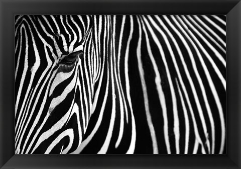 Framed Zebra in Lisbon Zoo Print