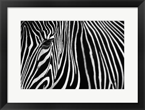 Framed Zebra in Lisbon Zoo Print